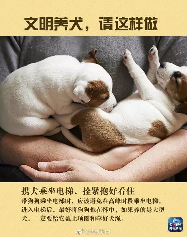 我是中华田园犬 为什么我在中华是禁养犬 动物保护立法资源共享