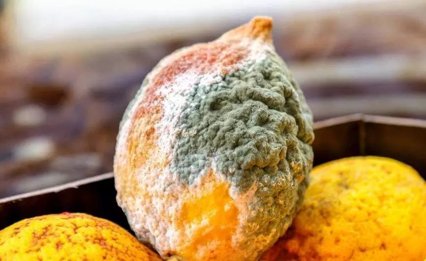 3,发霉的食物