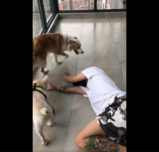 网友假装晕倒后,狗狗为了庆祝,居然做出这种不耻姿势!
