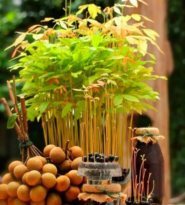 吃剩的龙眼核,弟弟随手塞盆里,冒出一片小森林