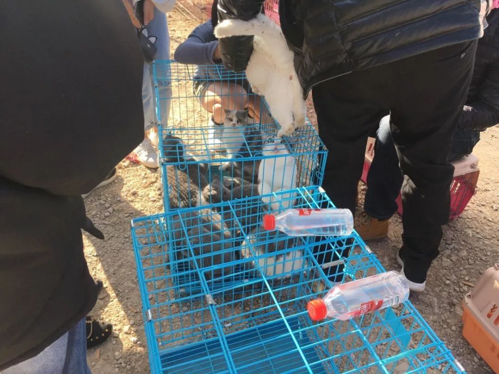 在狗市,不仅能买到宠物狗,还能看到很多商贩卖