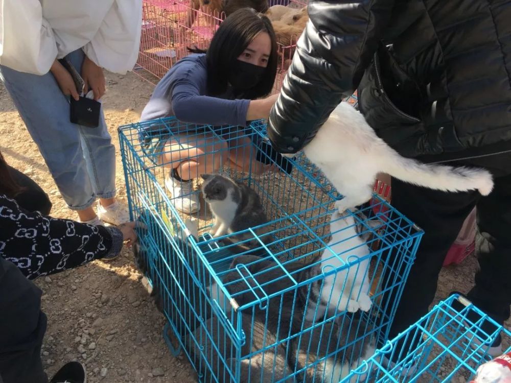 在狗市,不仅能买到宠物狗,还能看到很多商贩卖