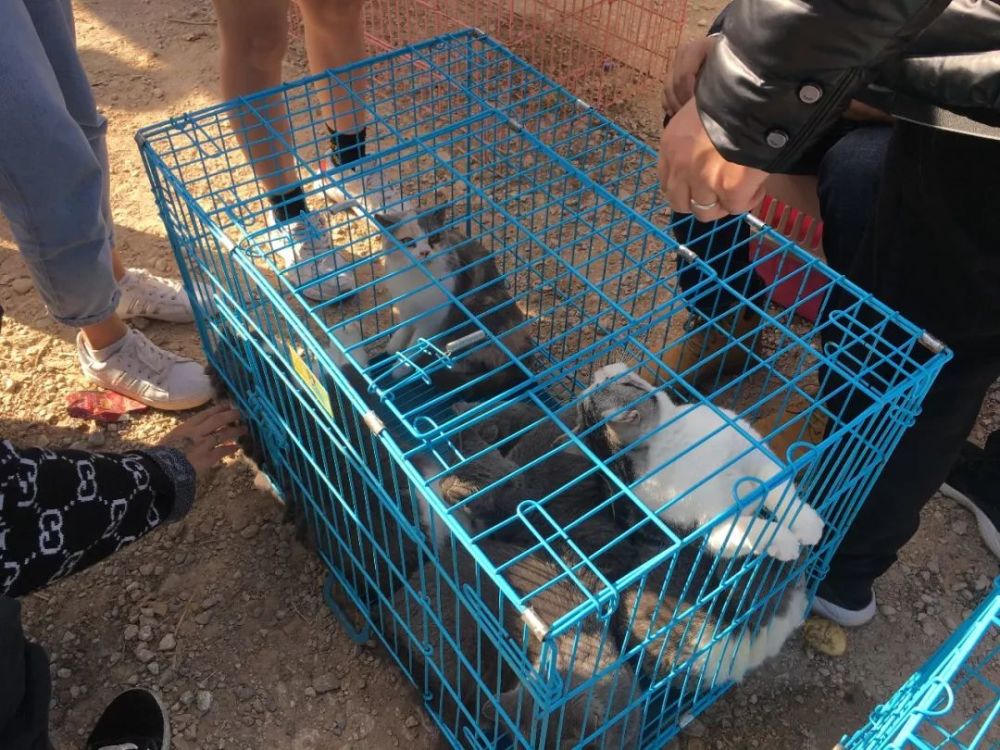 在狗市,不仅能买到宠物狗,还能看到很多商贩卖