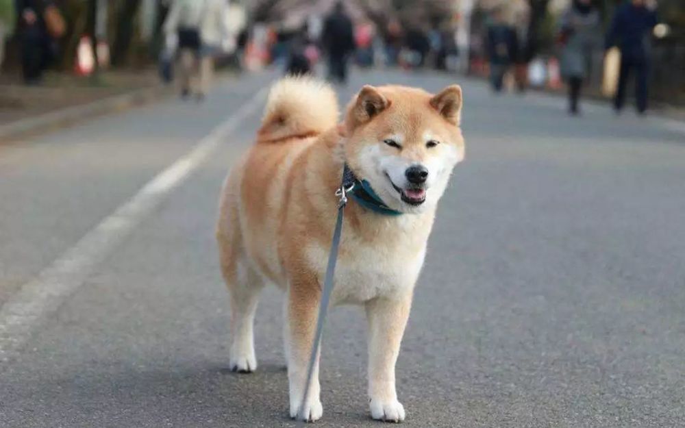 柴犬  