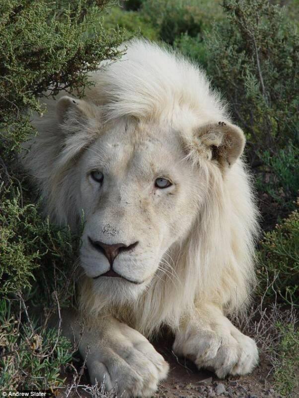 罕见白狮子全球只剩300头,南非却要把最出名的一只卖给猎人