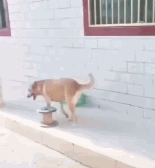 抖音"占座狗子"走红,看到它坐下后,网友:一只成精的狗