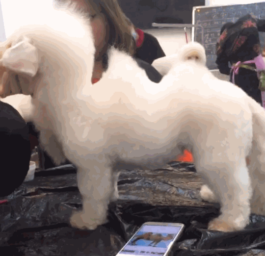 自从一首歌火了之后,可怜的狗子遭了殃,网友:迷你版沙漠骆驼