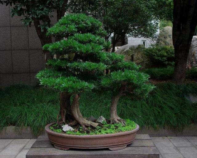 有人说如果家里种了罗汉松,那么世代都不会受穷,正是这种美好的寓意