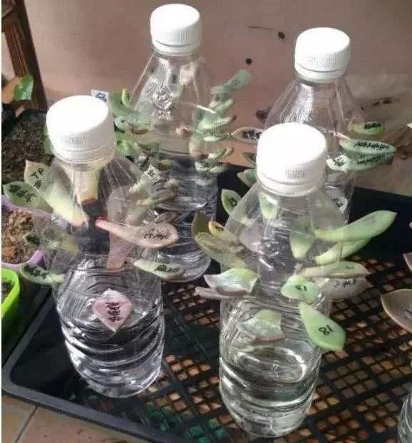 塑料瓶,植物,绿萝,花盆,牙齿