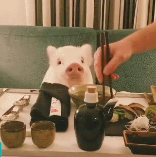 一只宠物猪的"精致生活",看完忍不住流下了羡慕的泪水