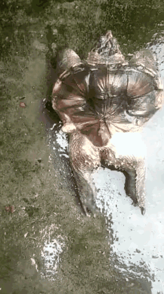 水猴子?江西男子河里钓起奇怪生物,形似蛤蟆和乌龟的