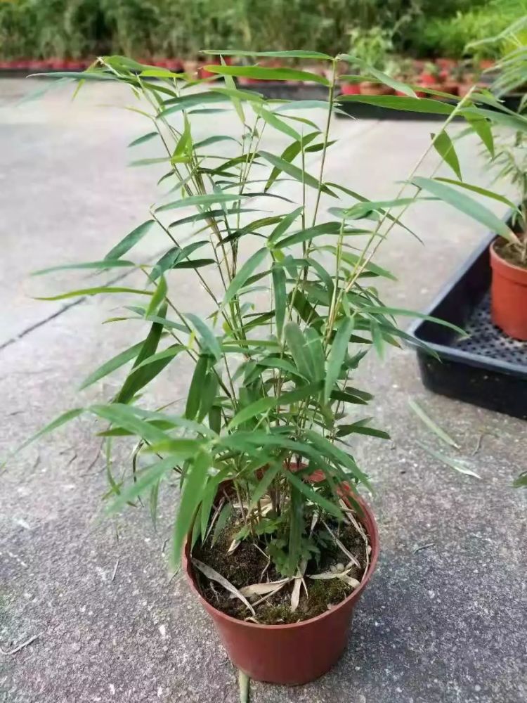 小玉山竹