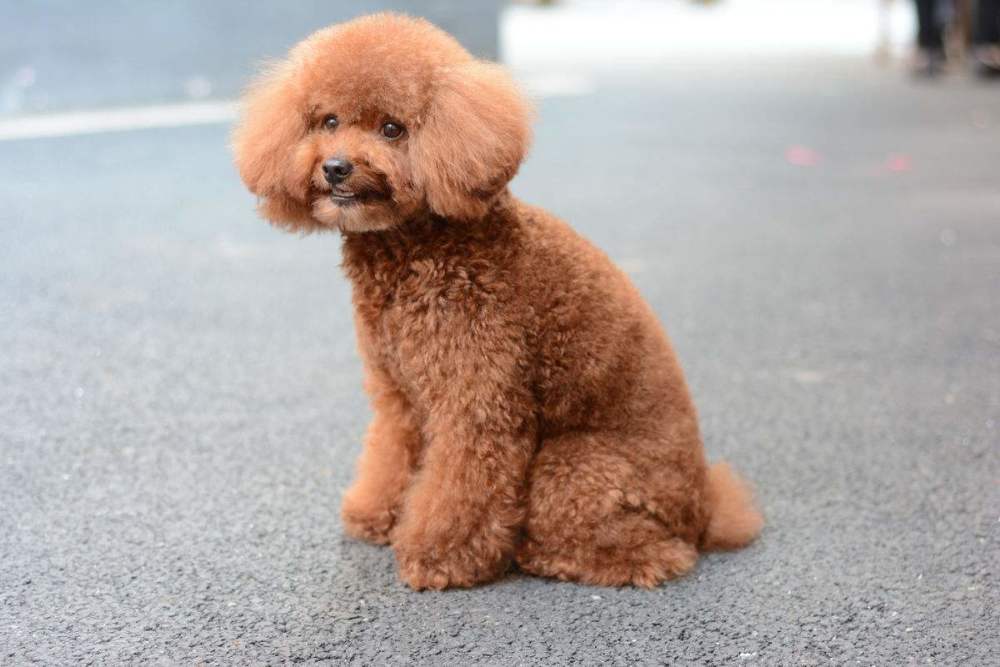 泰迪狗狗的毛色变浅 和吃的狗粮有关系吗