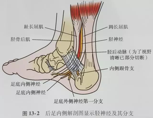 有统计数据表示:大概有20%的跟骨前方疼痛是由于足底外侧神经第一