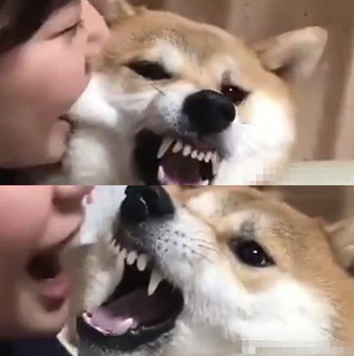 柴犬,表情包,日本,毒液,狗