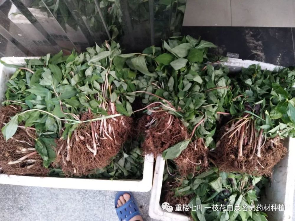 客观的分析目前重楼种植行业以及未来重楼种植市场前景