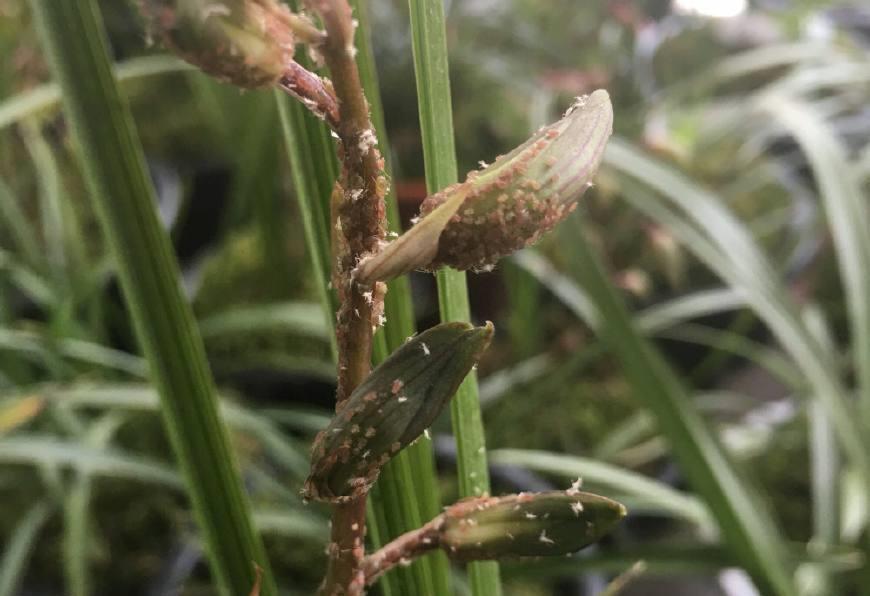 春兰的花苞内有虫子该怎么办,分享兰花常见花苞虫害