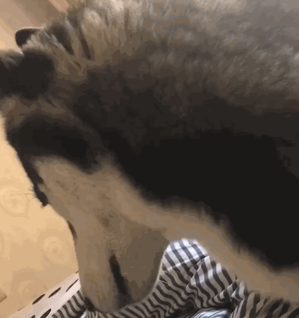 二哈在假装深沉,看到它回头的那一刻,网友:回首掏?