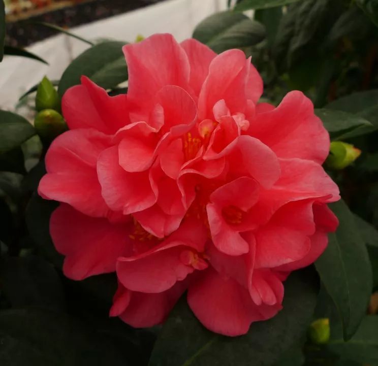所以                    种茶花,它们有个统一的名字叫"棕榈四季茶花
