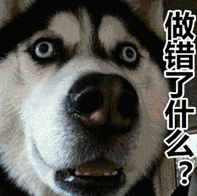二哈,哈士奇