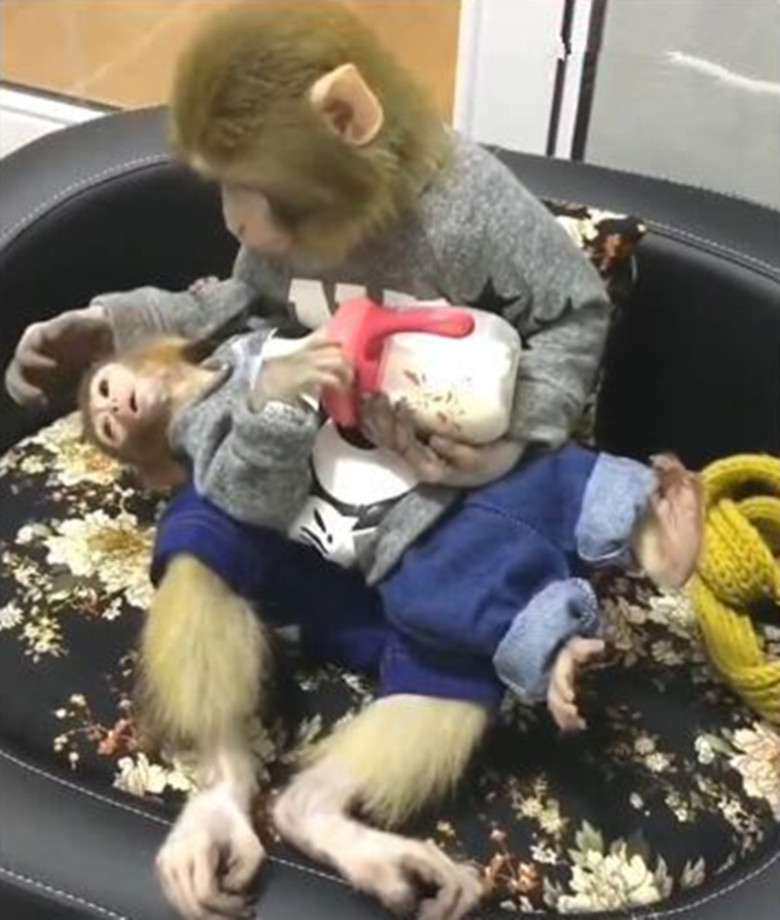 猴妈喂小猴子喝奶,还亲亲额头,网友:猴爸为什么