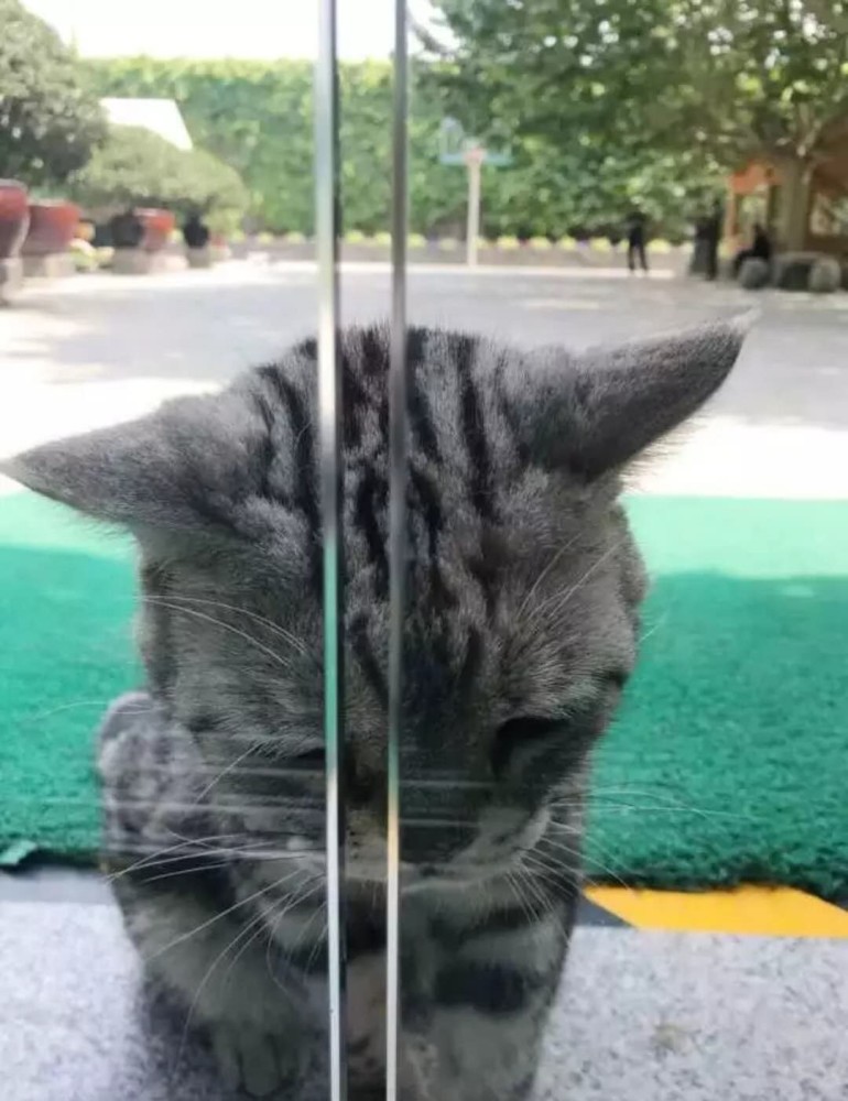 逗比·呆萌·猫咪头像,喜欢萌宠的你快来pick一下