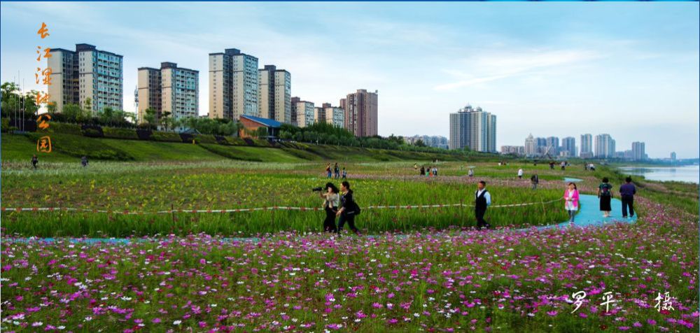 长江湿地公园(图片来自南溪区门户网)