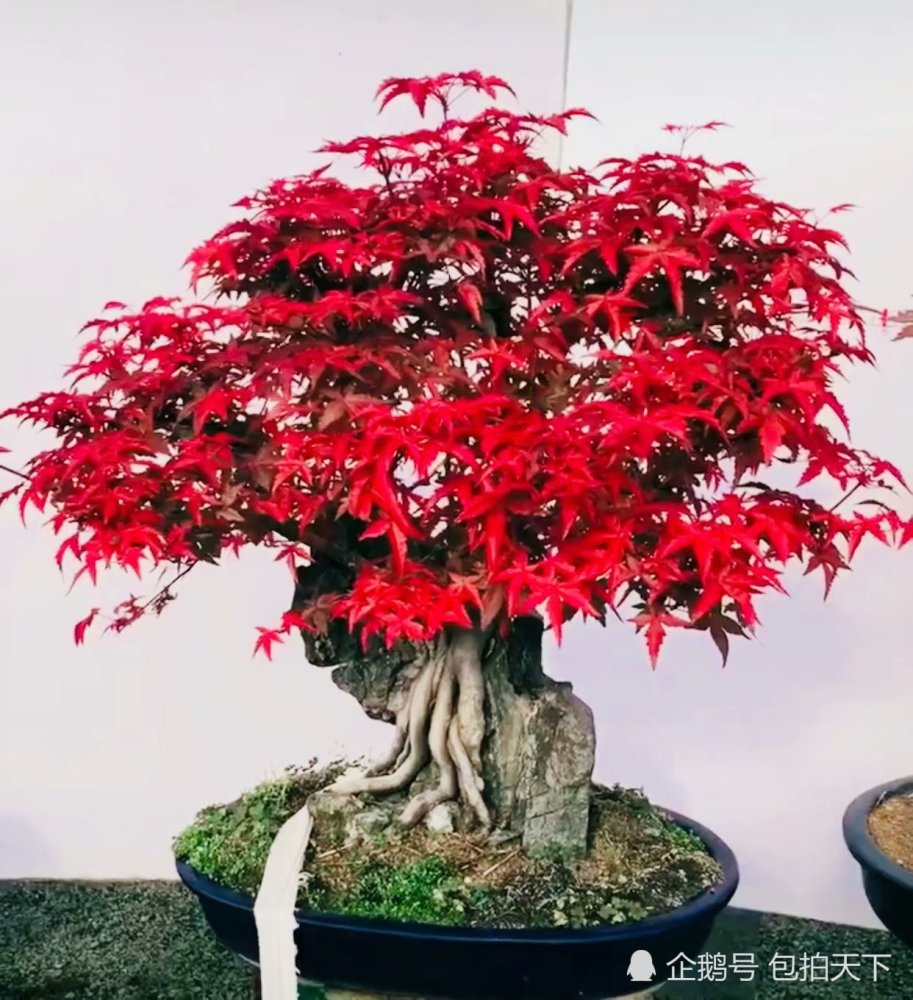 盆景欣赏:美呆了 原来红枫盆景这么漂亮 养眼招财你见过没有?