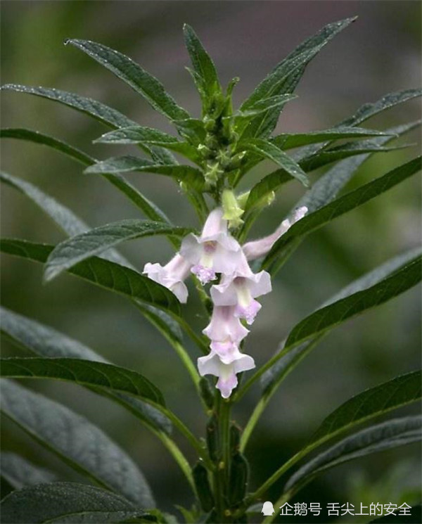 原来芝麻是长这样子的,终于明白为什么人们说"芝麻开花节节高"