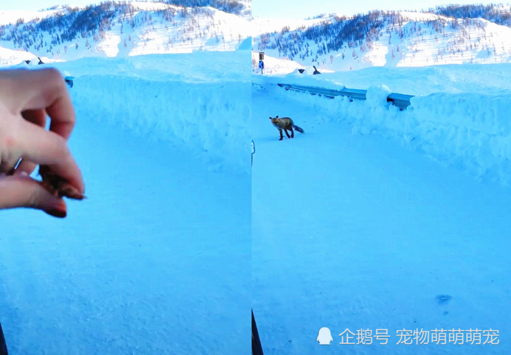 肉干狐狸训斥小女子,叫声美女却被偶遇,真实吟投食雪地图片