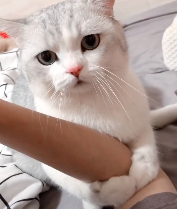 抖音"抱手怪"猫咪走红,看到它的小眼神,网友:可以抱抱