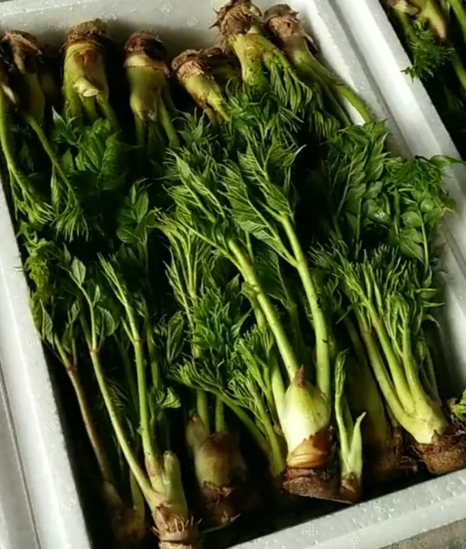 农民种植的"山野菜之王"一杆长一颗菜,每颗10元,一年收三茬
