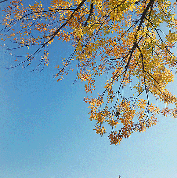 小雪节气物候观察:树也秃,鸟也秃,冬天真的万物皆秃?