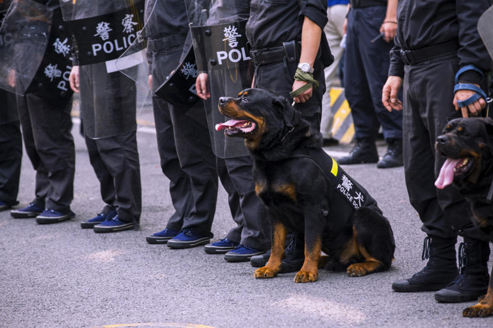 警犬外出执行任务,不幸负伤却意外走红,网友:简直酷毙