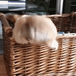 趣味动图:笑哭了!柯基的小短腿真是没救了