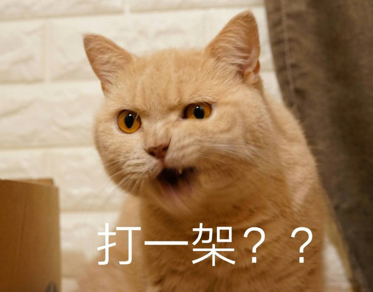 猫咪给摸给抱眼神还很怨恨?当看清主人手里的家伙后,网友笑喷了