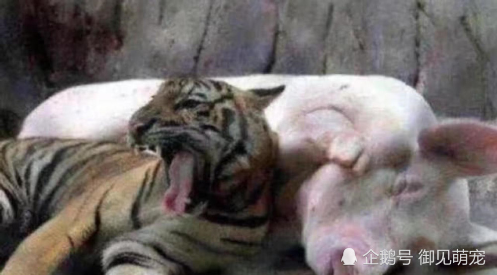 小老虎过继给猪妈养,长大后野性全无,人们赶紧送回给亲妈调教
