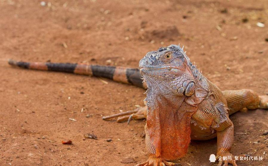 10种可以吃素食的宠物蜥蜴