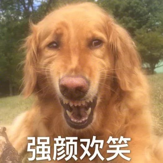 都是蠢蠢的等待主人回心转意,今儿个出现了一只非常给狗狗届争气的
