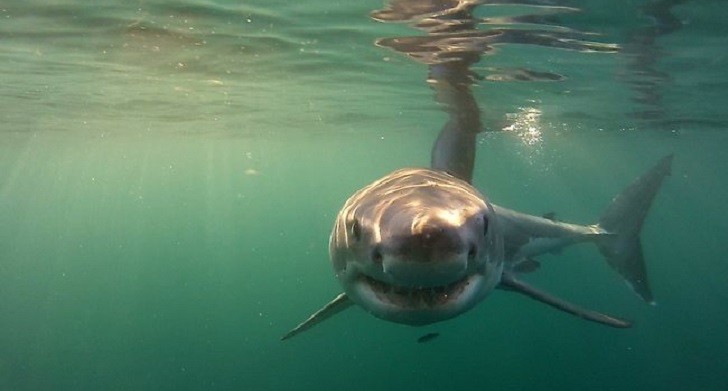 大白鲨在海洋中只害怕虎鲸,可是对它造成致命影响的却