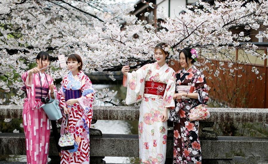 日本京都,日本妇女身穿传统服装和服在盛开的樱花树下拍照留念.