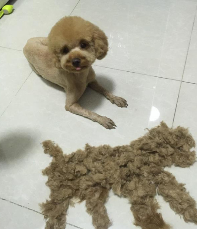 泰迪怕热被送去美容,剃完毛的模样让主人惊喜满满!