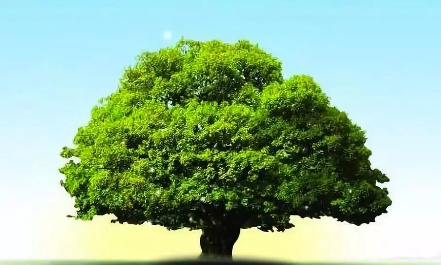 心理学:你觉得哪棵大树后面有人?测你2019年能挣到多少财富