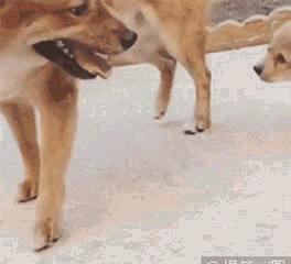 笑出内伤的gif:你们的行为,让我这单身狗承受了一万点的暴击