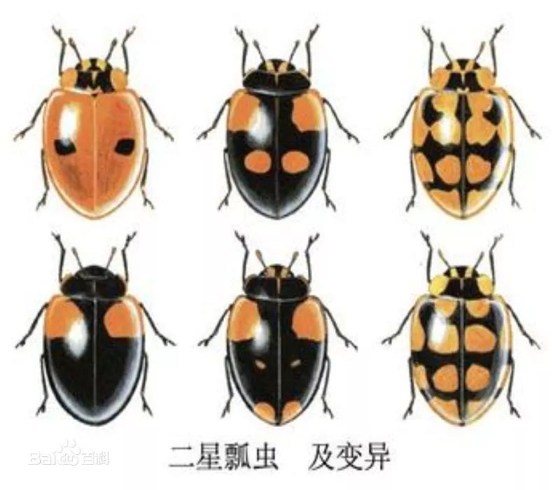 六星瓢虫 四星瓢虫 赤星瓢虫 5 路人甲:"瞬间凌乱,数点大法似乎对