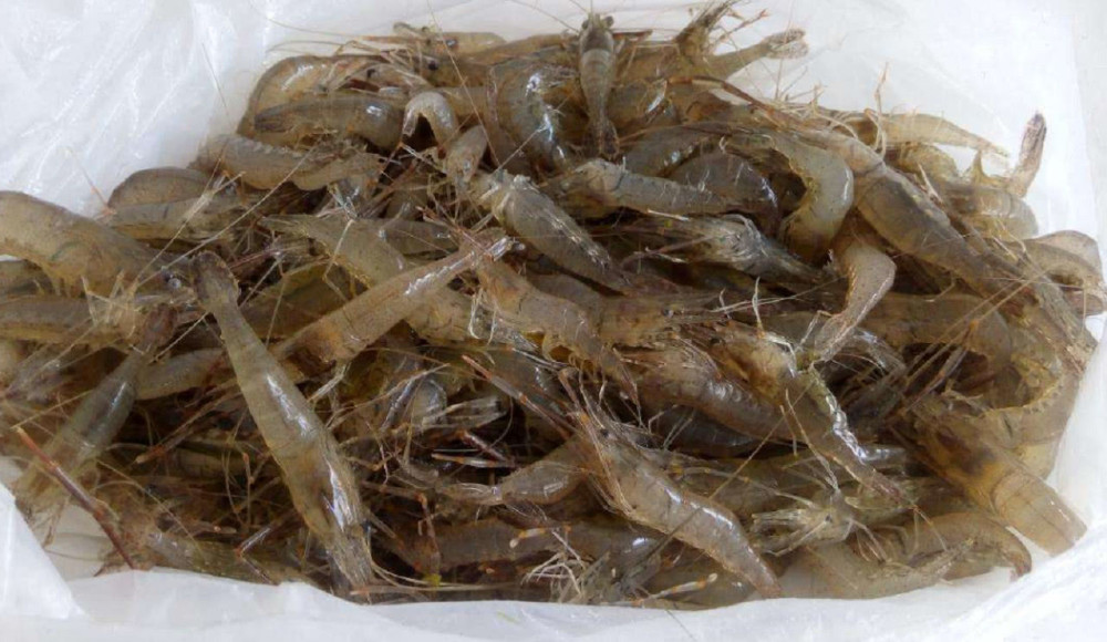 这种小虾米曾泛滥成灾,如今野生的卖到100多一斤,还很