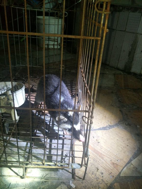 大老鼠?男子深山垂钓,捕获十多斤"鼠形生物",能吃吗?