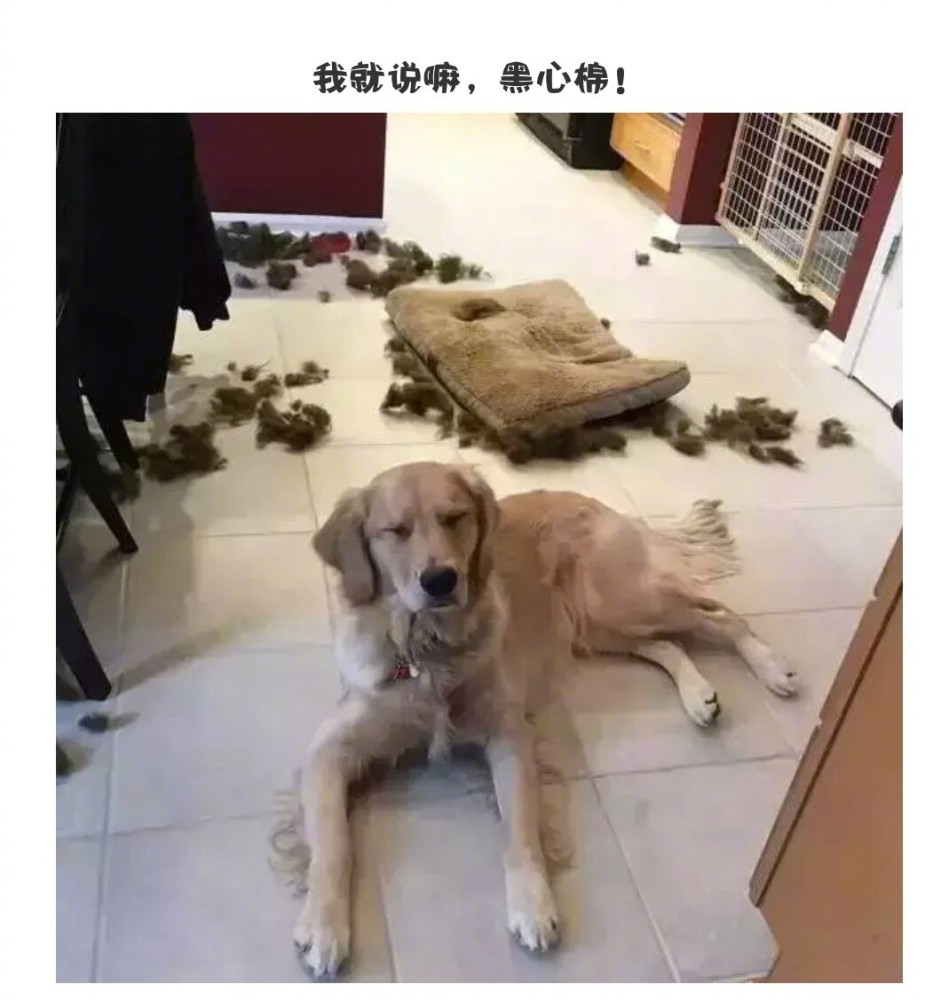 这些拆家连狗窝都不放过的狗子,请问对狗窝是不是有什么误解