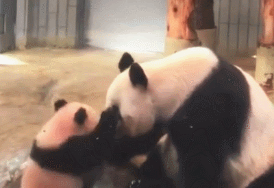 熊猫宝宝被妈妈摔地上,它爬起来就给了妈妈一巴掌,真是熊孩子啊