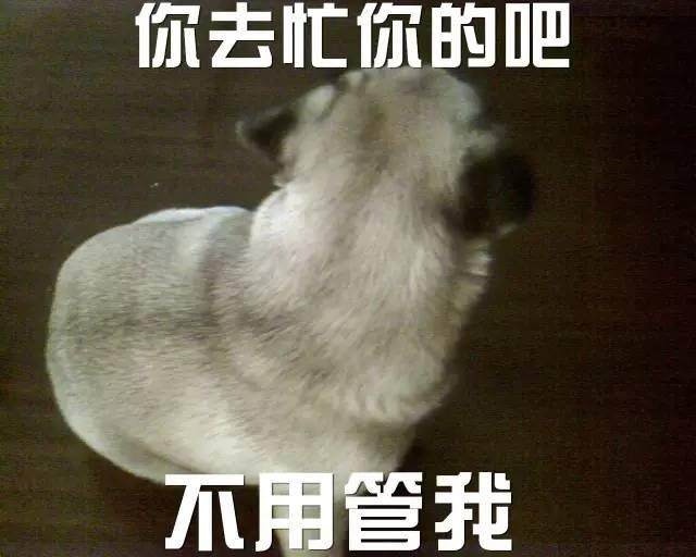 "一狗被弃徒步100公里找主人咬一口"引发的"沙雕表情包"